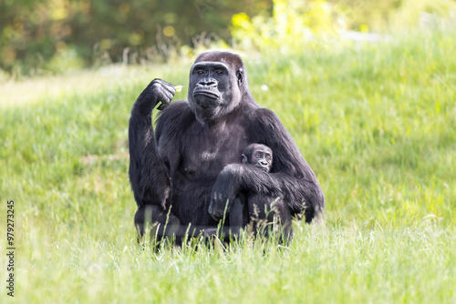 Φωτογραφία Western lowland gorilla holding its baby
