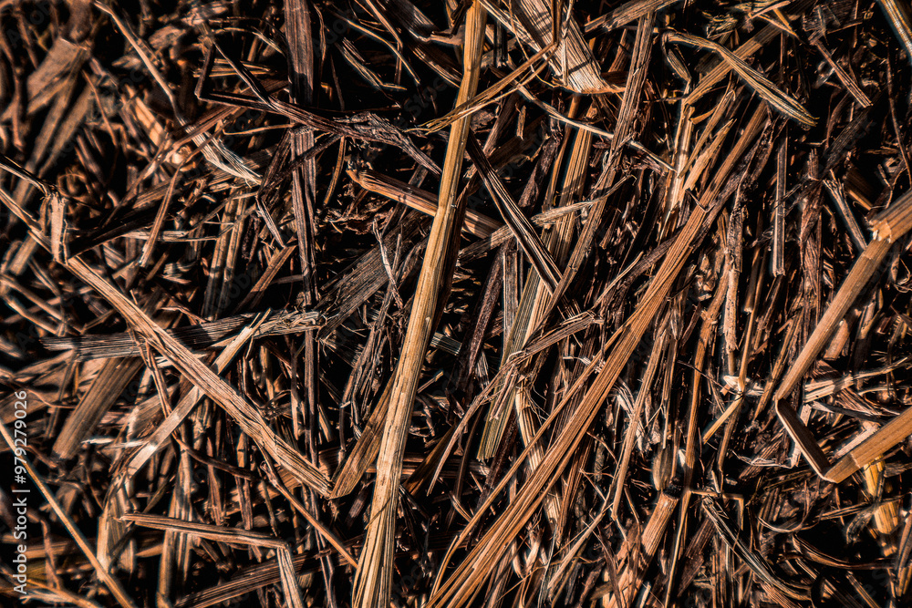 Close-Up of Compressed Sun-Scorched Straw Background Close-Up of Compressed Sun-Scorched Straw Background