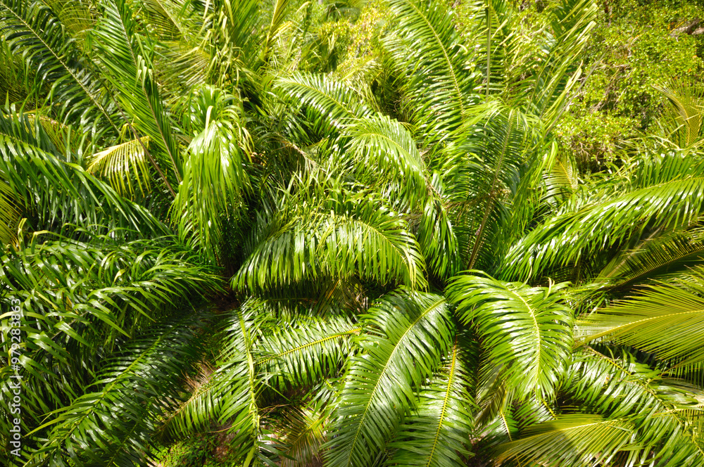 Palm tree forest. Palm tree forest.