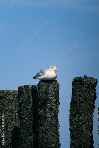 Bird sitting on a pole at the beach