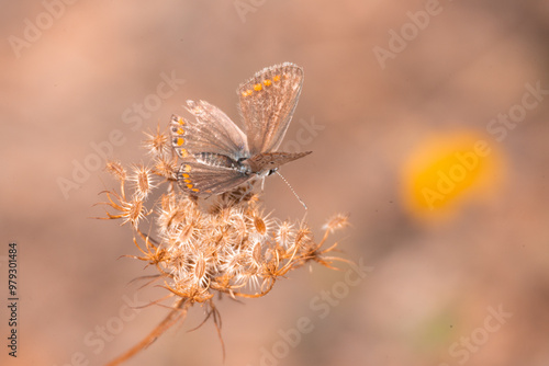 butterfly, insect, nature, flower, summer, animal, macro, garden, wildlife, orange, beauty, spring, plant, wing, wings, beautiful, yellow, butterflies, fly, colorful, color, black, fauna, closeup, flo