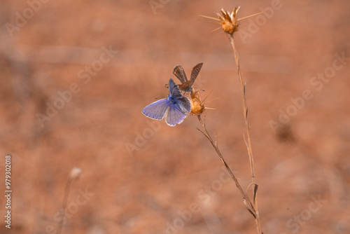 butterfly, insect, nature, flower, summer, animal, macro, garden, wildlife, orange, beauty, spring, plant, wing, wings, beautiful, yellow, butterflies, fly, colorful, color, black, fauna, closeup, flo