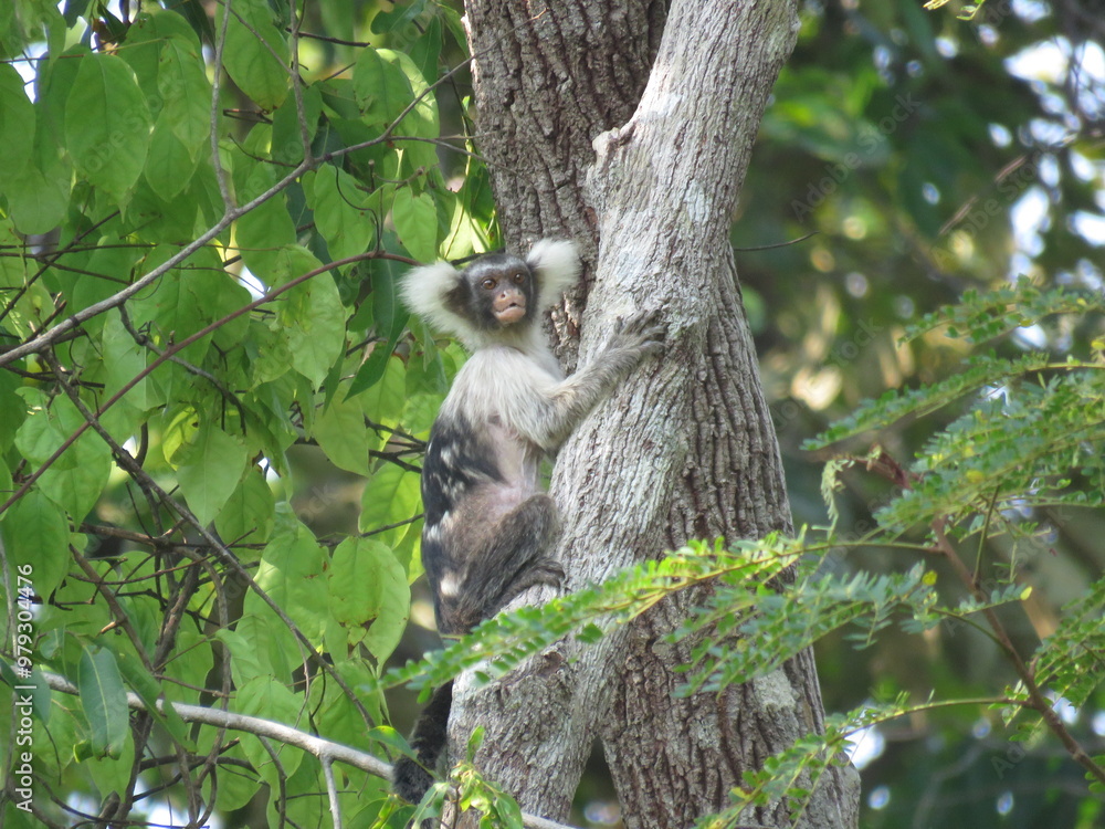Fototapeta premium Santarem marmoset (Mico humeralifer) in North of Brazilian Amazon