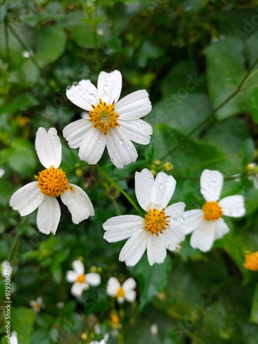 white flowers in the garden