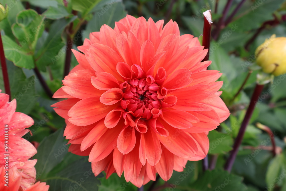 Dahlia at a field of colorfull flowers with a bee/fly. Dahlia at a field of colorfull flowers with a bee/fly.