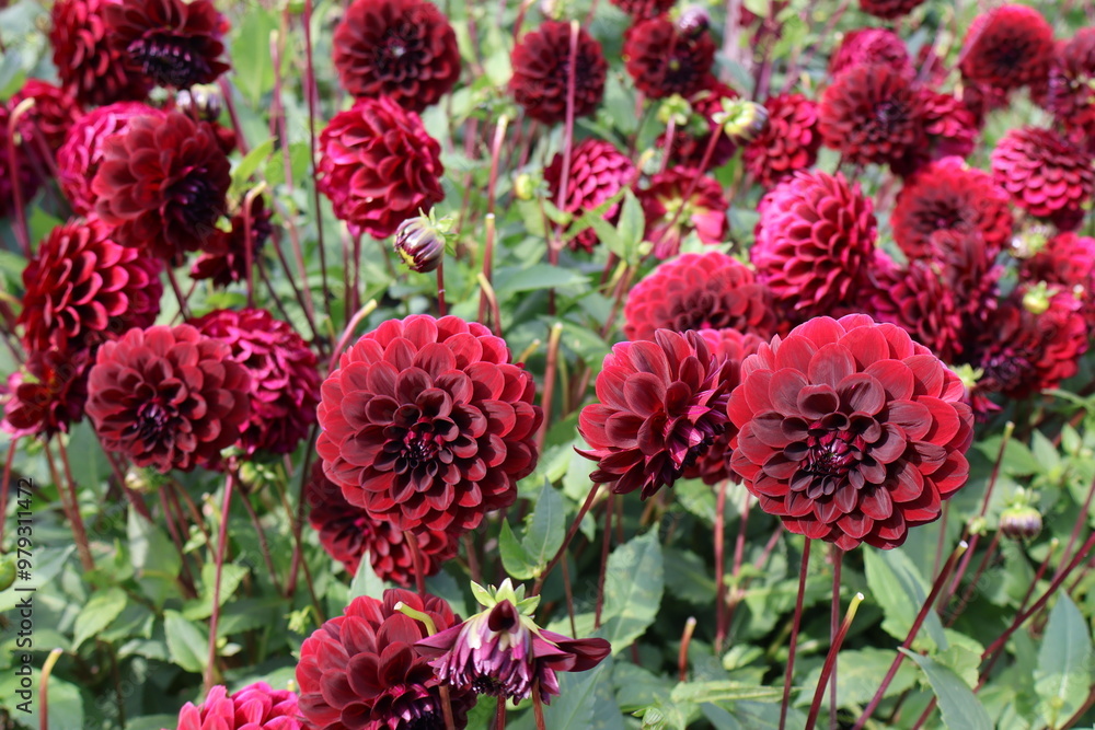 Dahlia at a field of colorfull flowers with a bee/fly. Dahlia at a field of colorfull flowers with a bee/fly.