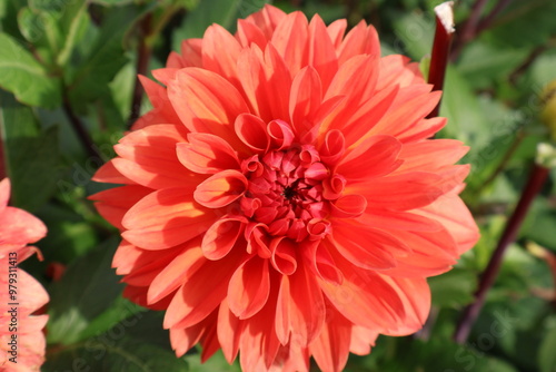 Dahlia at a field of colorfull flowers with a bee/fly.