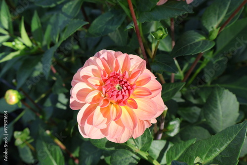 Dahlia at a field of colorfull flowers with a bee/fly. photo