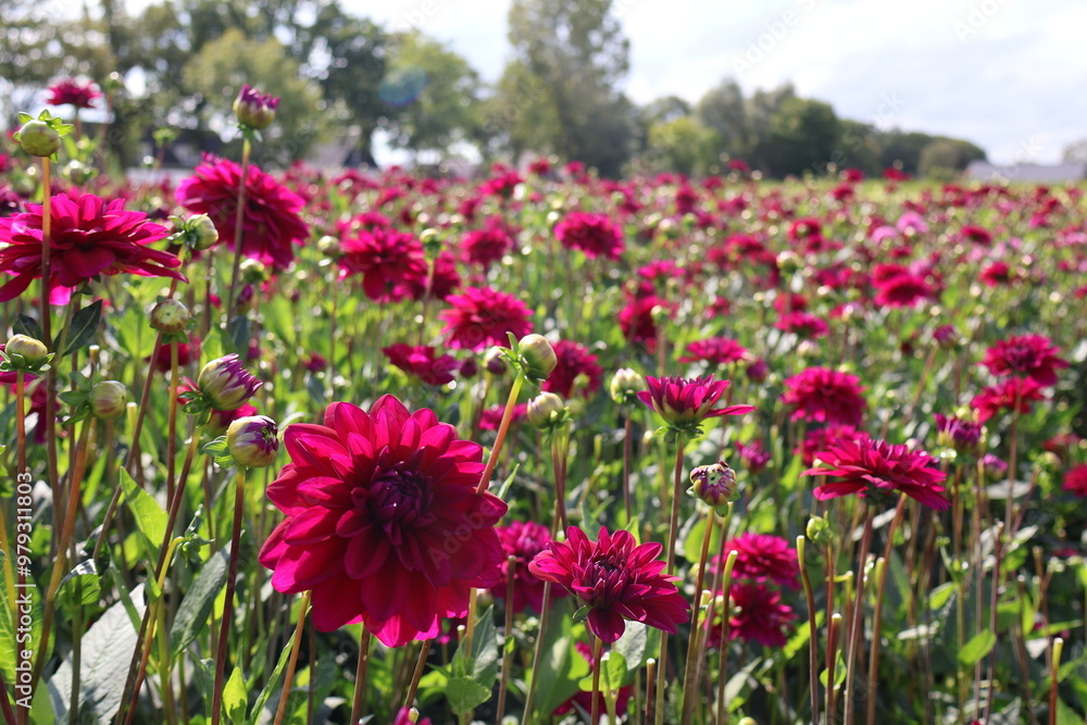 Dahlia at a field of colorfull flowers with a bee/fly. Dahlia at a field of colorfull flowers with a bee/fly.