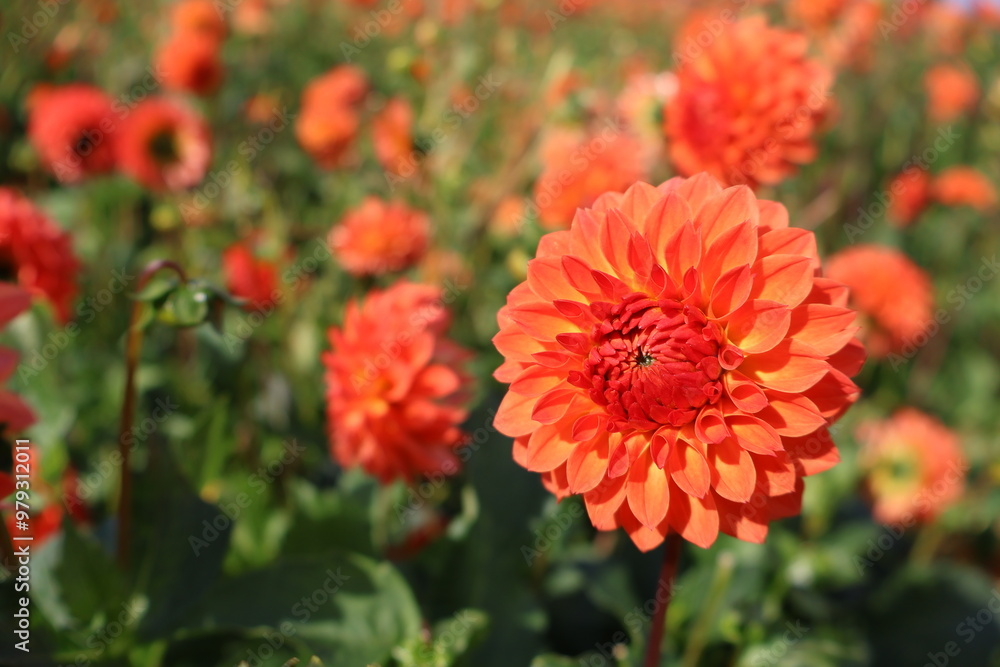 Dahlia at a field of colorfull flowers with a bee/fly. Dahlia at a field of colorfull flowers with a bee/fly.