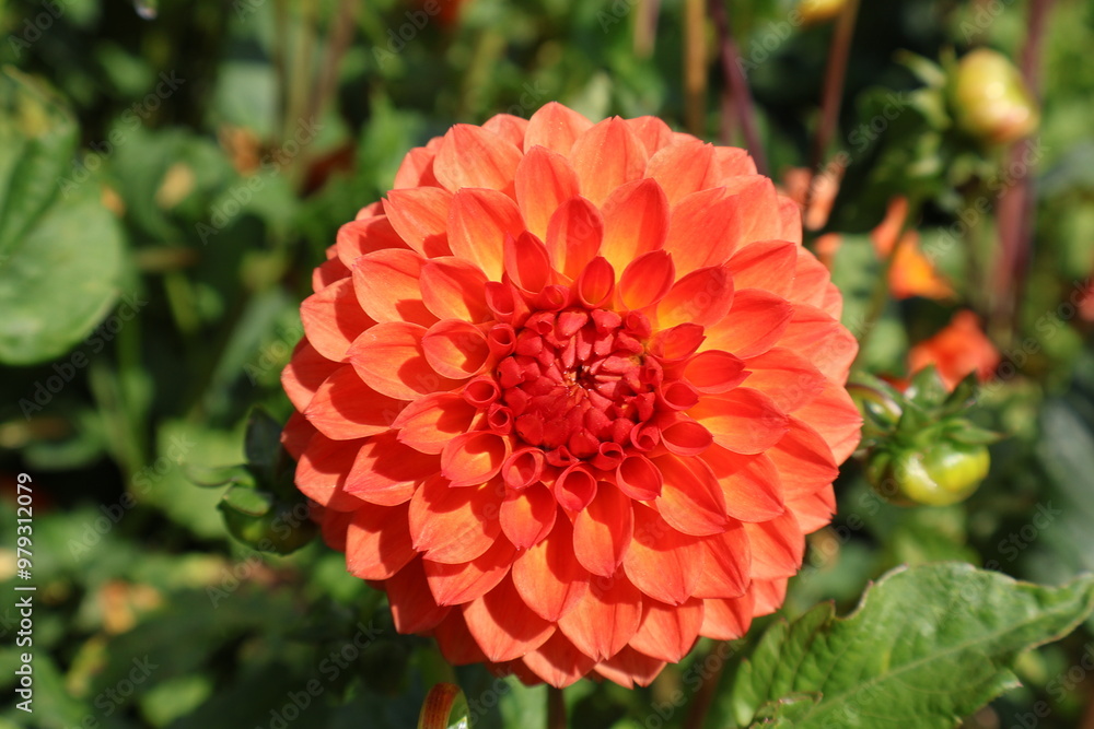 Dahlia at a field of colorfull flowers with a bee/fly. Dahlia at a field of colorfull flowers with a bee/fly.