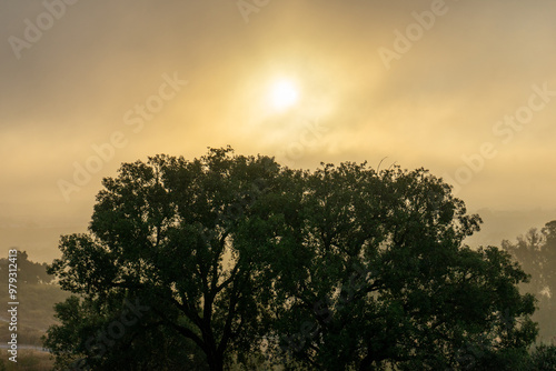 Mystical foggy dawn over Évora, bathed in golden light. The ancient city's silhouette emerges softly in the distance, creating a serene, ethereal landscape. photo