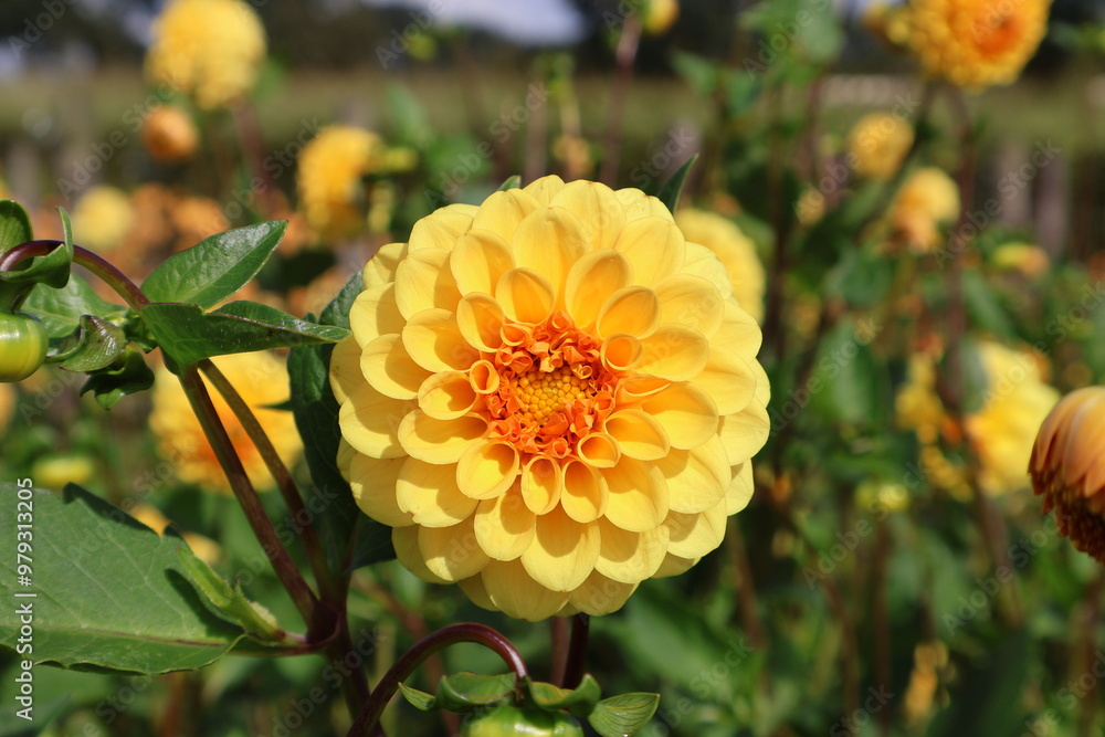Dahlia at a field of flowers with a lot of color and a bee/fly Dahlia at a field of flowers with a lot of color and a bee/fly