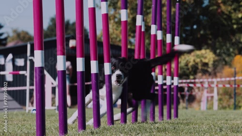 Agility sports for dogs. Running in slalom.