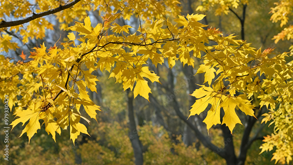Autumn scenery featuring a branch of a maple tree with bright yellow leaves indicating the changing seasons forest landscape blue sky background, Autumn scenery featuring a branch of a maple tree with bright yellow leaves indicating the changing seasons forest landscape blue sky background,