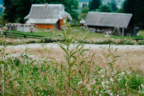 A tranquil rural landscape showcasing two wooden cabins surrounded by tall grass and wildflowers on a sunny day in the countryside