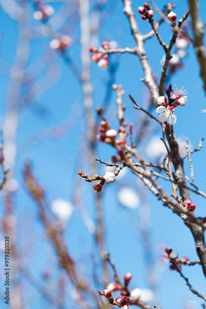 Flowers on a branch of a peach tree in a close up view Flowers on a branch of a peach tree in a close up view