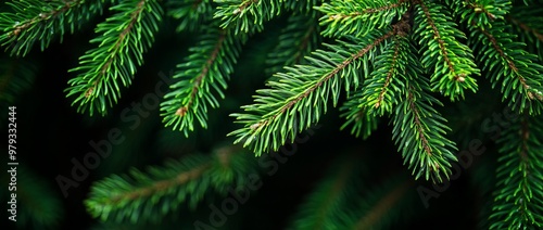 Close-up Macro of Green Spruce Tree Branches with Detailed Texture - AI generated illustration