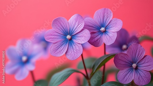 Delicate Purple Flowers Against a Vibrant Pink Background