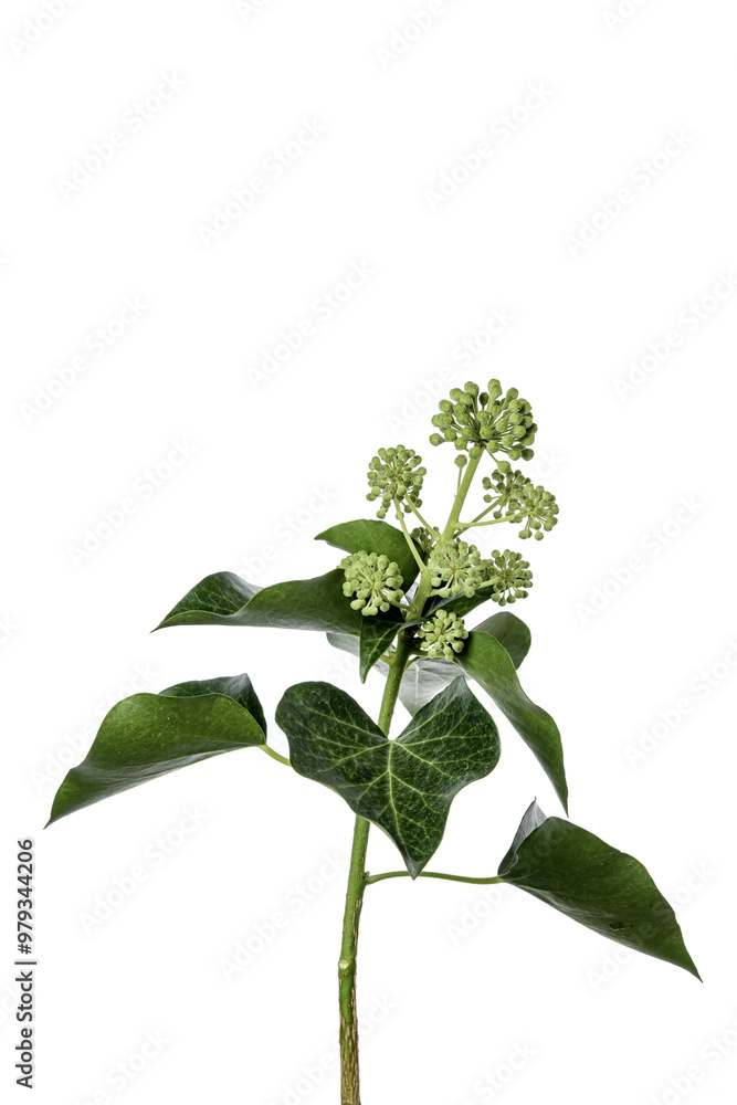 Naklejka premium Ivi plant