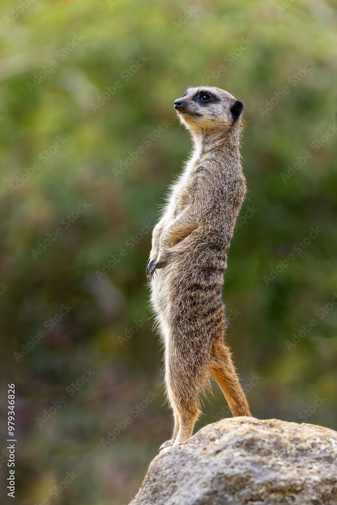 Fototapeta premium Watchful meerkat, suricata suricatta, in sunlight. This is a sentry standing guard, and will warn the pack of any impending danger.