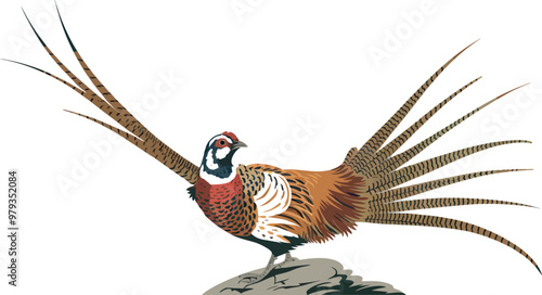 Pheasant bird vector illustration. Versicolor design element