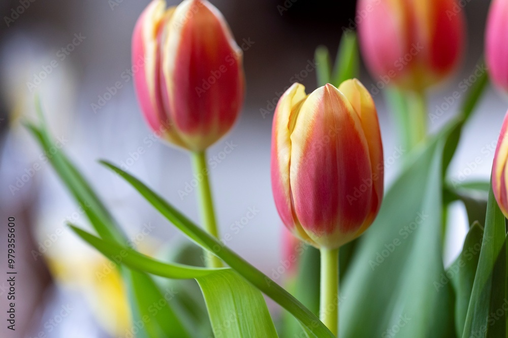 A portrait of a multiple single flowered tullip standing indoors. The red and yellow spring flower is standing straight up. A portrait of a multiple single flowered tullip standing indoors. The red and yellow spring flower is standing straight up.