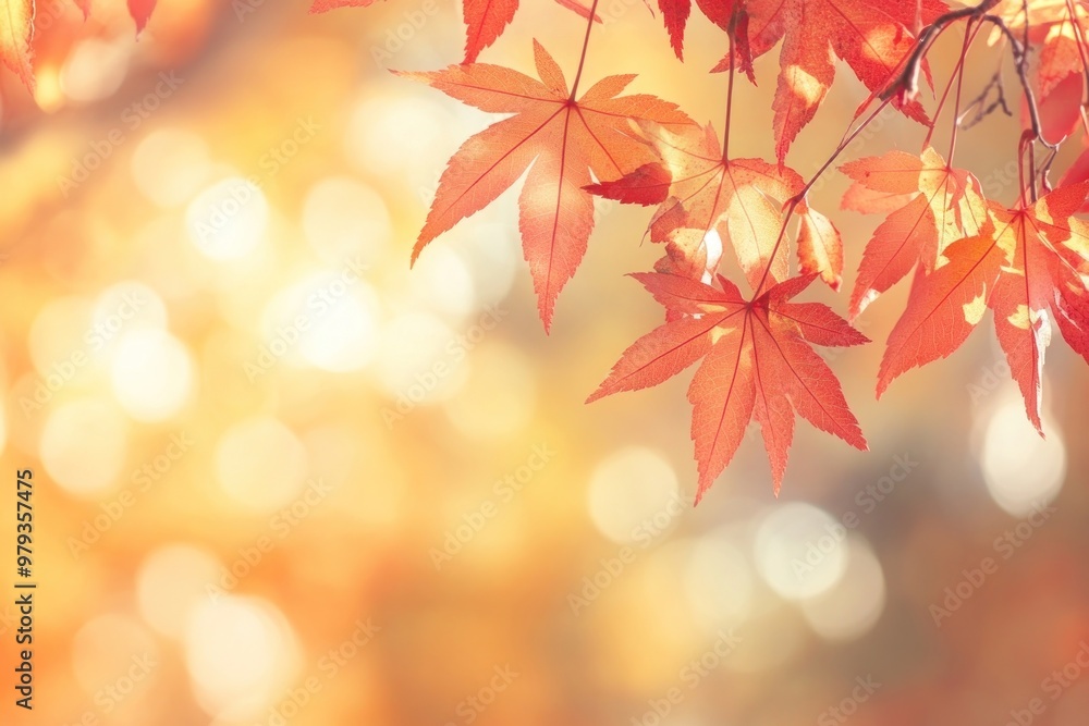 Autumn leaves with bokeh background Autumn leaves with bokeh background