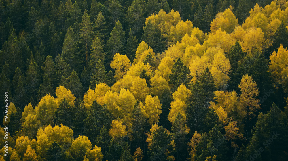 Fototapeta premium Natural patterns formed by yellow and green trees growing on mountainside
