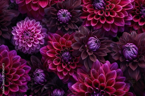 A colorful array of dahlias showcases various shades of purple and pink flowers, creating a striking visual display in the garden under bright sunlight