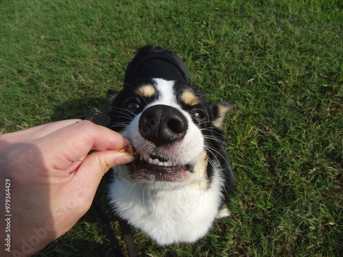 草の上で飼い主の手からおやつを貰って食べている麻呂眉の犬