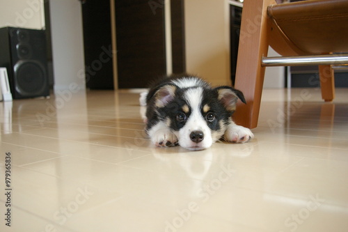 床の上で伏せをしている生後2ヶ月の黒コーギー