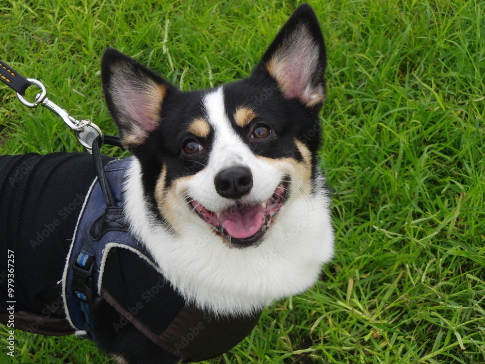 緑の草の上で笑っているハーネスをつけたトライカラーのコーギー犬