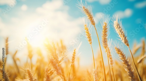 Golden Wheat Field with Blue Sky and Sunlight - AI generated illustration