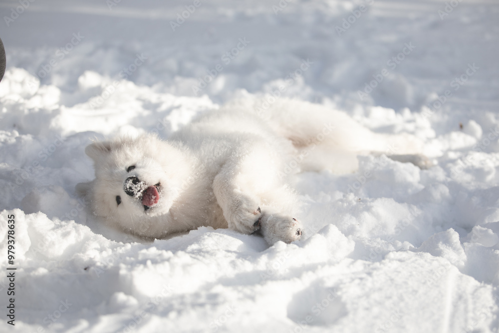 Fototapeta premium Cute dogs