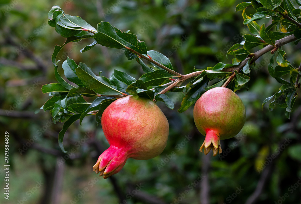 Fresh pomegranate fruit developing on the tree, not yet ripe. Fresh pomegranate fruit developing on the tree, not yet ripe.
