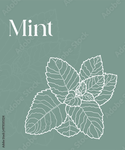 Set piante aromatiche. Cucina italiana mediterranea. Salvia, menta, basilico, salvia. Texture naturale.