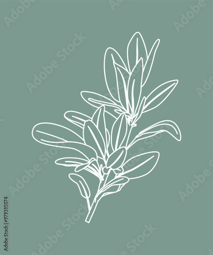 Set piante aromatiche. Cucina italiana mediterranea. Salvia, menta, basilico, salvia. Texture naturale.