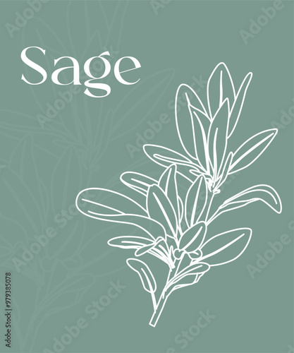 Set piante aromatiche. Cucina italiana mediterranea. Salvia, menta, basilico, salvia. Texture naturale.