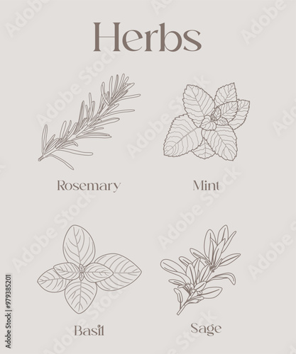 Set piante aromatiche. Cucina italiana mediterranea. Salvia, menta, basilico, salvia. Texture naturale.