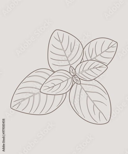 Set piante aromatiche. Cucina italiana mediterranea. Salvia, menta, basilico, salvia. Texture naturale.