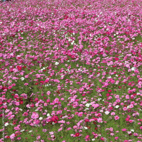 秋風に揺れながら野原一面に咲いている美しいコスモスたち