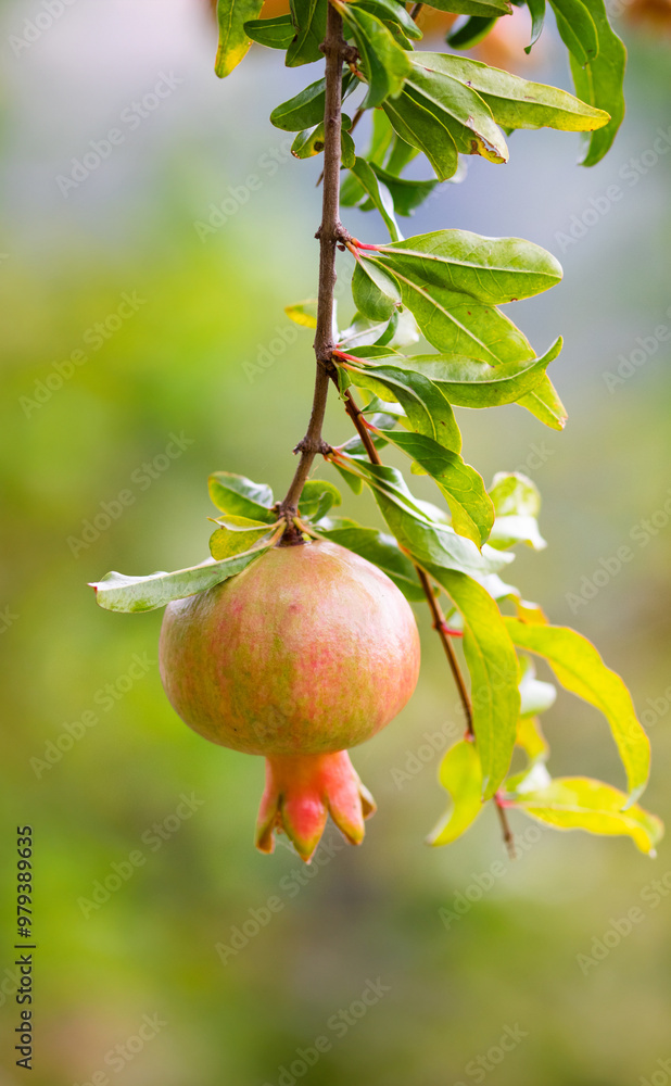 Fresh pomegranate fruit developing on the tree, not yet ripe. Fresh pomegranate fruit developing on the tree, not yet ripe.