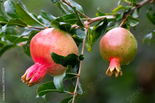 Fresh pomegranate fruit developing on the tree, not yet ripe. photo