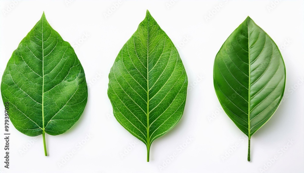 Three vibrant green leaves displayed on a white background, showcasing their unique shapes and textures. Three vibrant green leaves displayed on a white background, showcasing their unique shapes and textures.