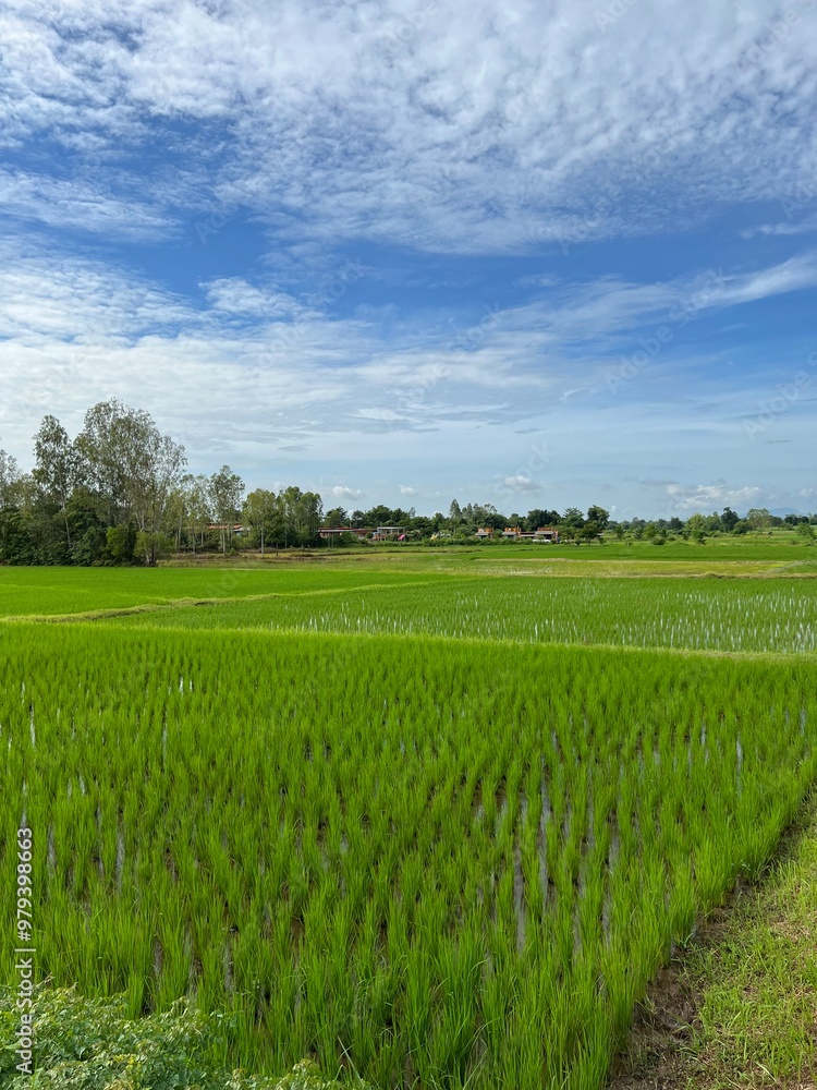 Fototapeta premium field and blue sky