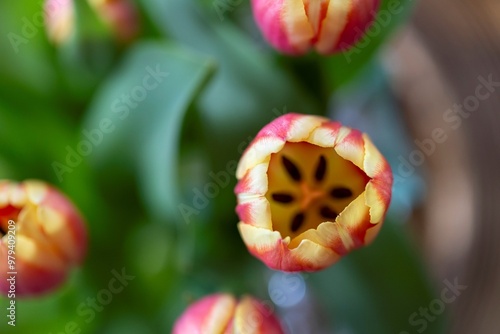 A top down close up of a vibrant yellow and red dow jones tulip with lush green leaves, set against a softly blurred background containing others of its kind, capturing the beauty of spring. photo