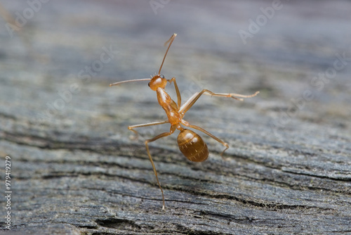 Crazy yellow ant pose like dancing on the wood photo