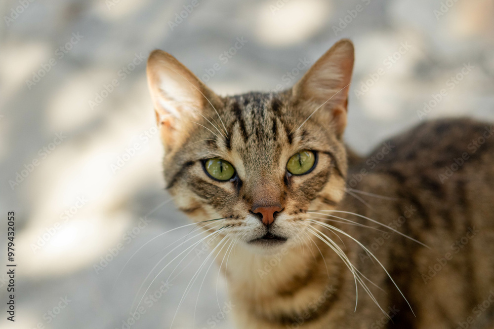 Cute street cat with green eyes portrait Cute street cat with green eyes portrait