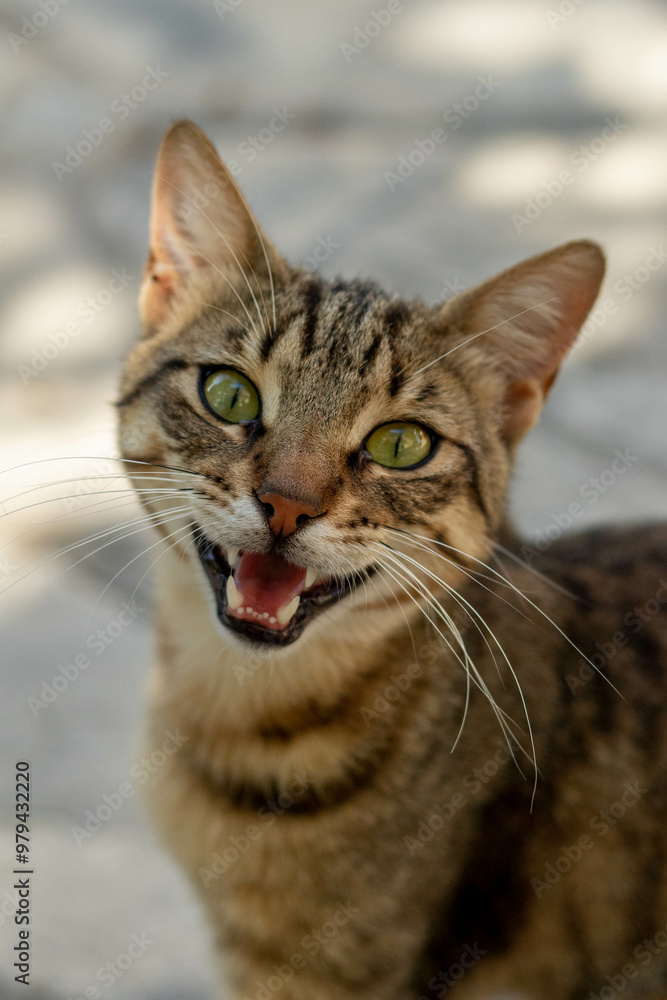 Cute street cat with green eyes portrait Cute street cat with green eyes portrait